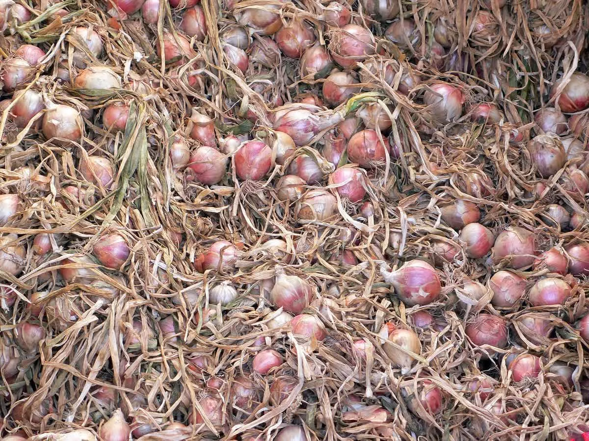 Oignons roses de Roscoff, la variété que vendaient les Johnnies